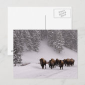 Bison im Winter Postkarte (Vorne/Hinten)