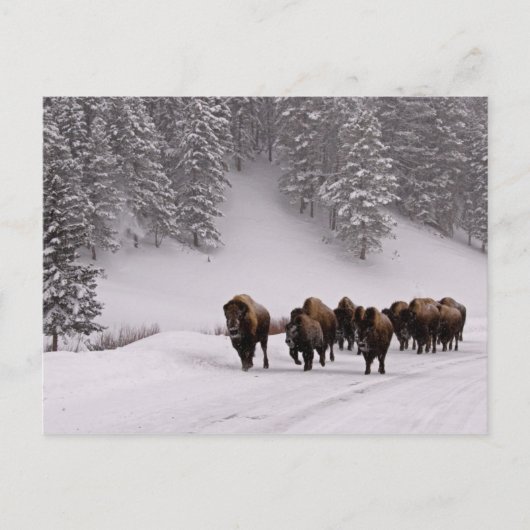 Bison im Winter Postkarte (Vorderseite)
