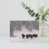 Bison im Winter Postkarte (Stehend Vorderseite)