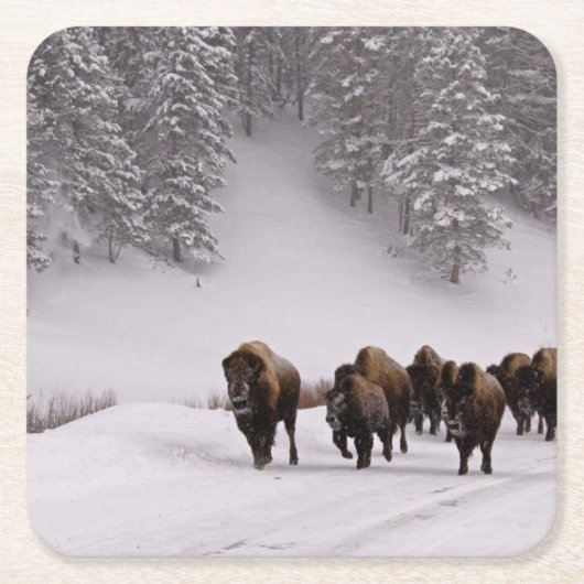 Bison im Winter Rechteckiger Pappuntersetzer (Vorderseite)