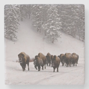 Bison im Winter Steinuntersetzer
