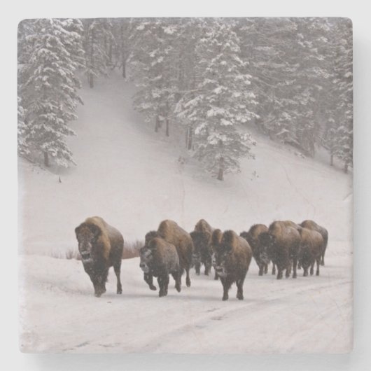 Bison im Winter Steinuntersetzer (Vorderseite)