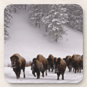 Bison im Winter Untersetzer (Vorderseite)