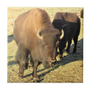 Bison in Colorado Fliese