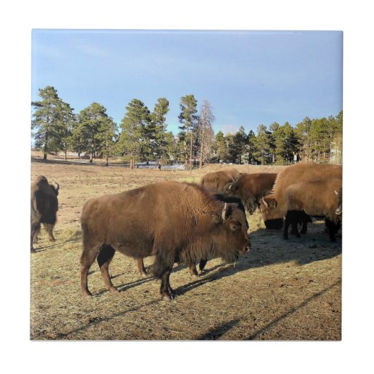 Bison in Colorado Fliese (Vorderseite)