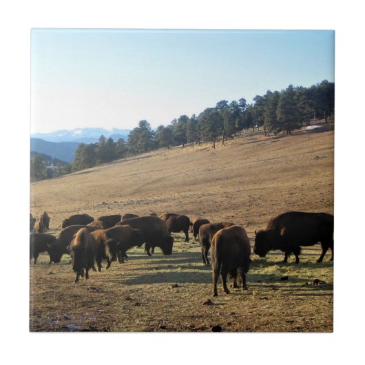 Bison in Colorado Fliese (Vorderseite)