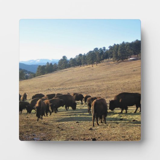 Bison in Colorado Fotoplatte (Vorderseite)