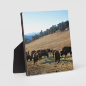 Bison in Colorado Fotoplatte (Vorderseite)