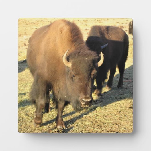 Bison in Colorado Fotoplatte (Vorderseite)