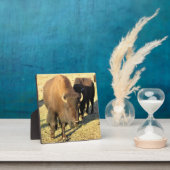 Bison in Colorado Fotoplatte (InSitu)