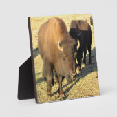 Bison in Colorado Fotoplatte (Vorderseite)