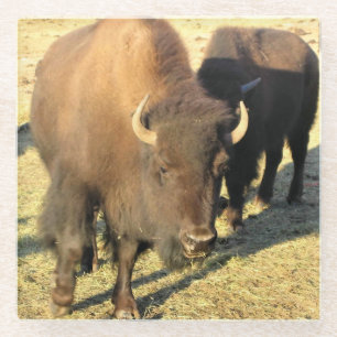 Bison in Colorado Glasuntersetzer