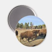 Bison in Colorado Magnet (Vorderseite/Rückseite)