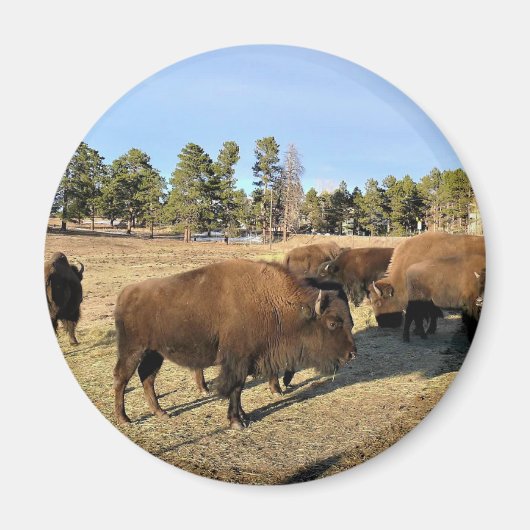Bison in Colorado Magnet (Vorne)