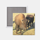 Bison in Colorado Magnet (Vorderseite/Rückseite)
