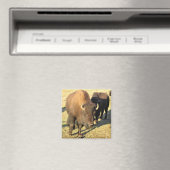 Bison in Colorado Magnet (In Situ (Geschirrspüler))