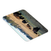 Bison in Colorado Magnet (Rechte Seite)