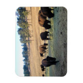 Bison in Colorado Magnet (Vertikal)