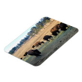 Bison in Colorado Magnet (Linke Seite)