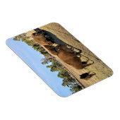 Bison in Colorado Magnet (Rechte Seite)