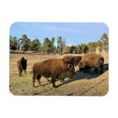 Bison in Colorado Magnet (Horizontal)