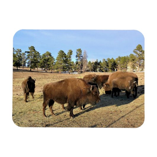 Bison in Colorado Magnet (Horizontal)