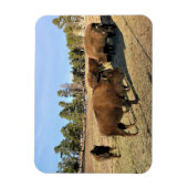 Bison in Colorado Magnet (Vertikal)