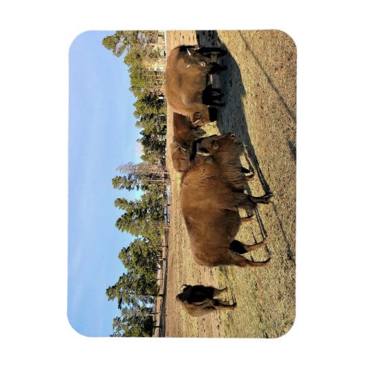 Bison in Colorado Magnet (Vertikal)