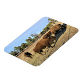 Bison in Colorado Magnet (Linke Seite)