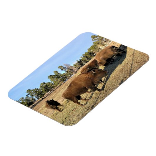 Bison in Colorado Magnet (Linke Seite)