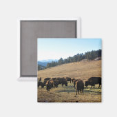 Bison in Colorado Magnet (Vorderseite/Rückseite)