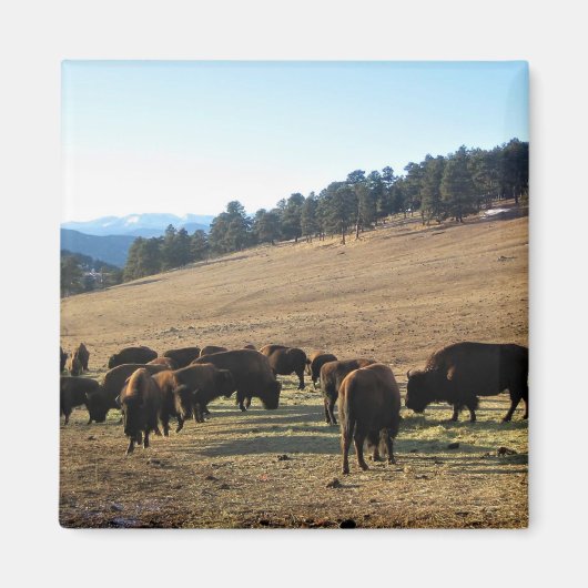 Bison in Colorado Magnet (Vorne)