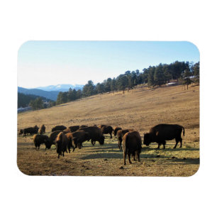 Bison in Colorado Magnet