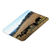 Bison in Colorado Magnet (Linke Seite)