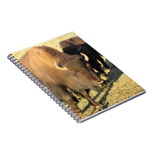 Bison in Colorado Notizblock (Rechte Seite)