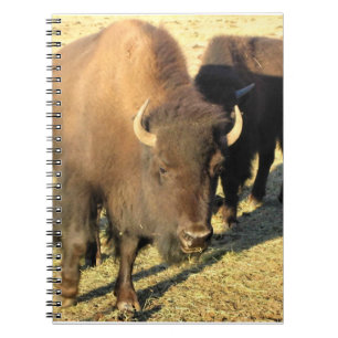 Bison in Colorado Notizblock