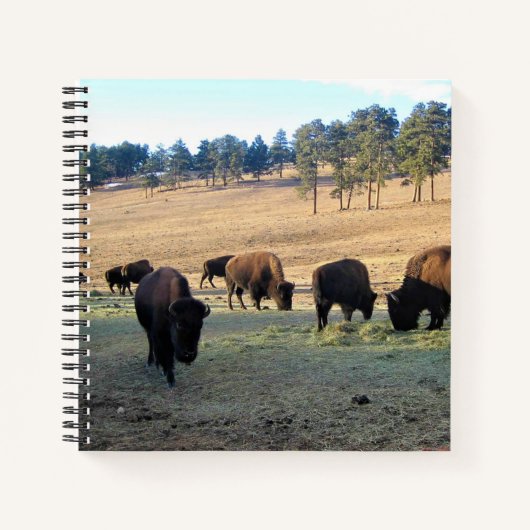 Bison in Colorado Notizblock (Vorderseite)