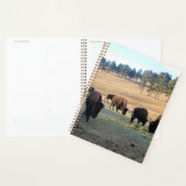 Bison in Colorado Planer (Anzeige)