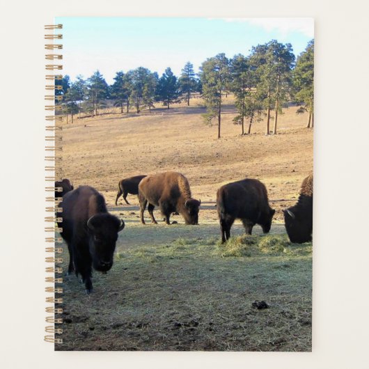 Bison in Colorado Planer (Vorderseite)