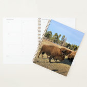Bison in Colorado Planer (Anzeige)