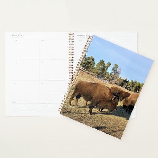 Bison in Colorado Planer (Anzeige)
