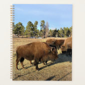 Bison in Colorado Planer (Vorderseite)
