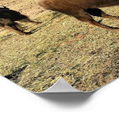 Bison in Colorado Poster (Ecke)