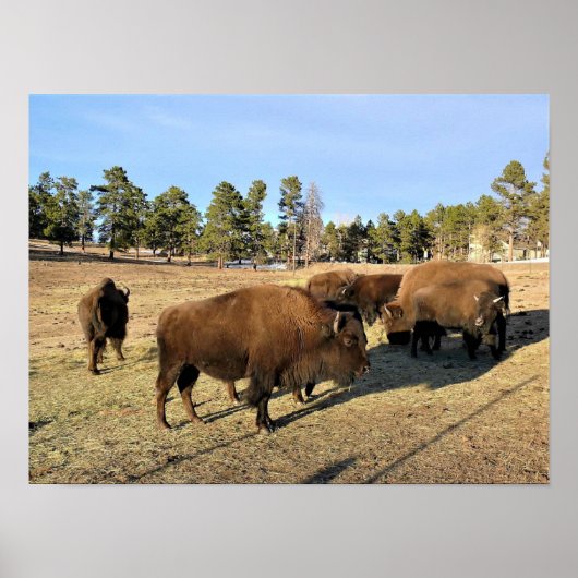 Bison in Colorado Poster (Vorne)