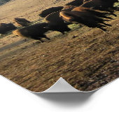 Bison in Colorado Poster (Ecke)