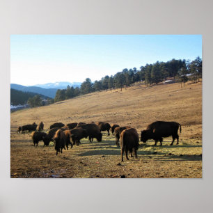 Bison in Colorado Poster