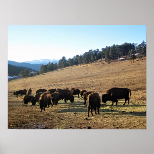 Bison in Colorado Poster (Vorne)