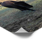 Bison in Colorado Poster (Ecke)