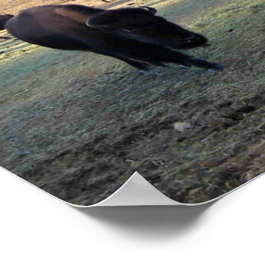Bison in Colorado Poster (Ecke)