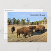 Bison in Colorado Postkarte (Vorne/Hinten)